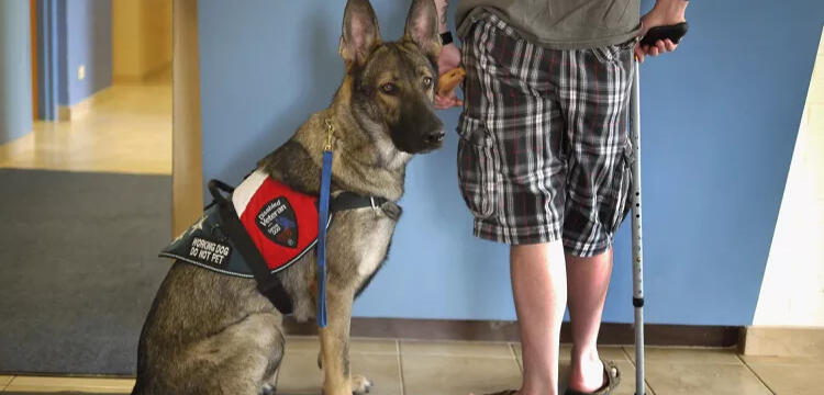 Un perro de asistencia pastor alemán, con un arnés rojo que dice "Working dog, do not pet", está sentado junto a una persona que usa un bastón. La persona lleva pantalones cortos a cuadros y sandalias.
