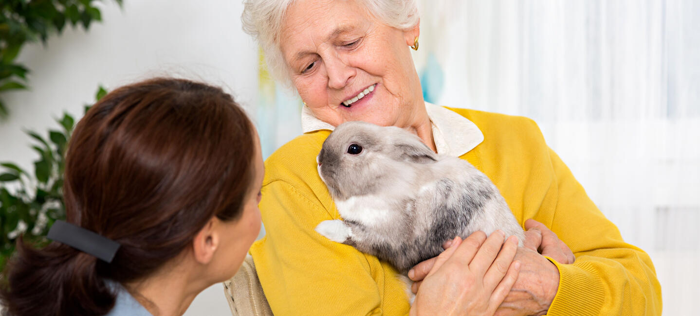 Golden retriever con un arnes metalico de movilidad, y una capa verde que dice New Horizons Service Dogs.