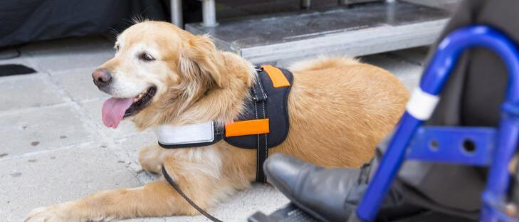 Un perro Golden Retriever está acostado en el suelo, con la lengua afuera. Lleva un arnés con una correa. A la derecha, se ve parcialmente una silla de ruedas con el pie del usuario visible en el reposapiés. En el fondo, hay unos escalones metálicos.